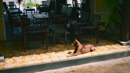 Simple summer rituals that help your dog stay cool, relaxed and happy