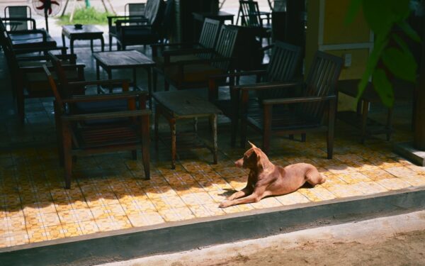 Simple summer rituals that help your dog stay cool, relaxed and happy