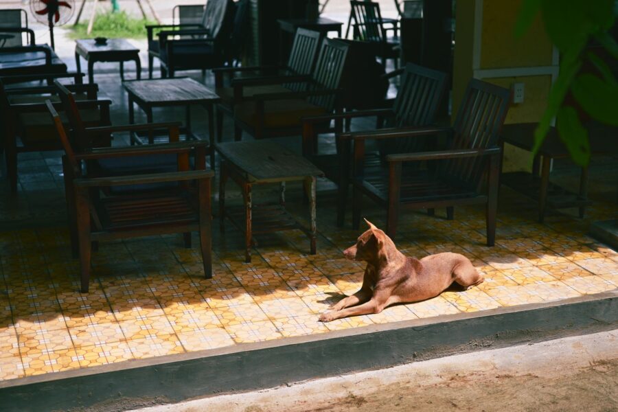 Dog resting cool