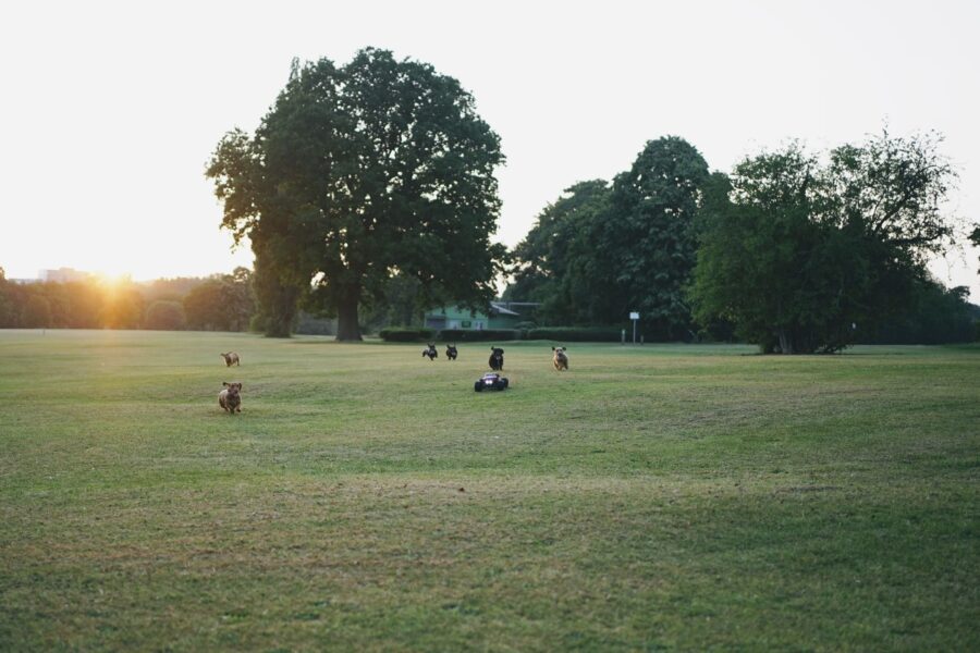 Dog summer evening