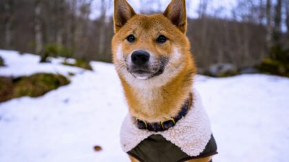 Simple winter comfort rituals that make cold days easier for your dog