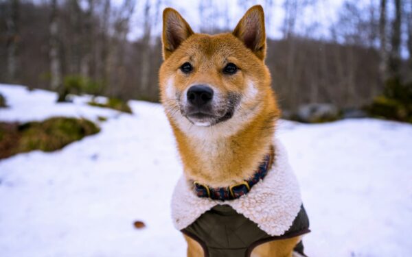 Simple winter comfort rituals that make cold days easier for your dog