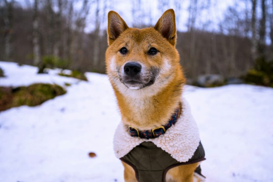 Dog winter coat