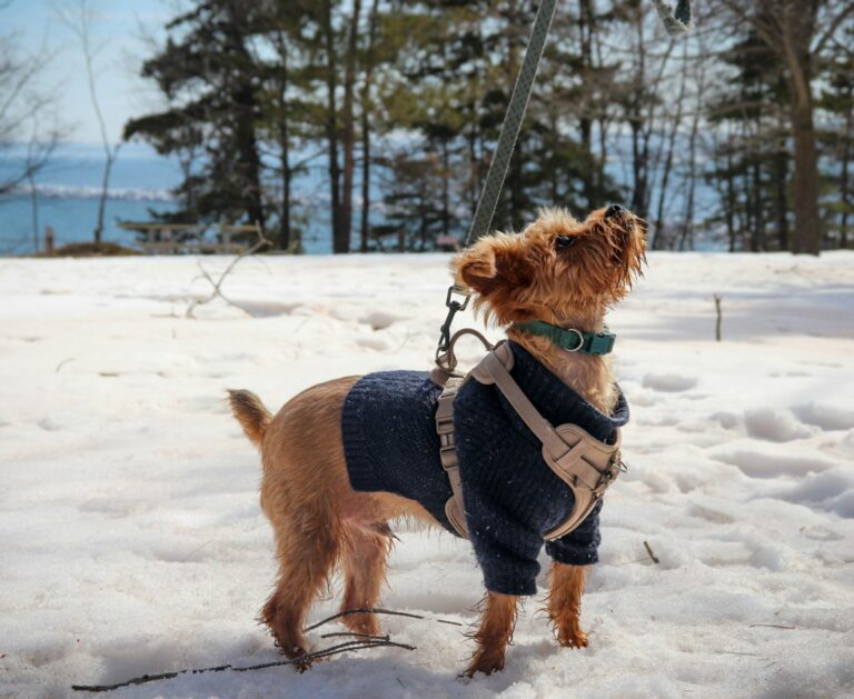 Dog winter coat