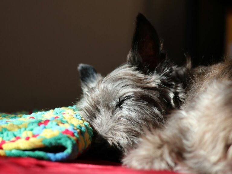 Dog paw care