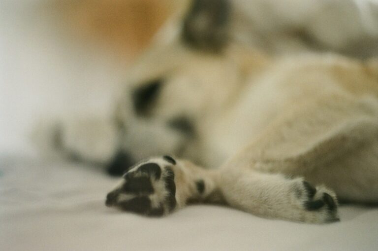 Dog paw snow