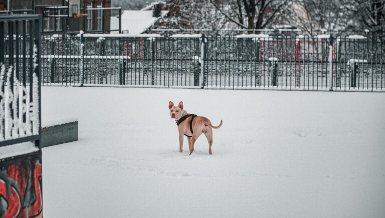 Dog winter coat