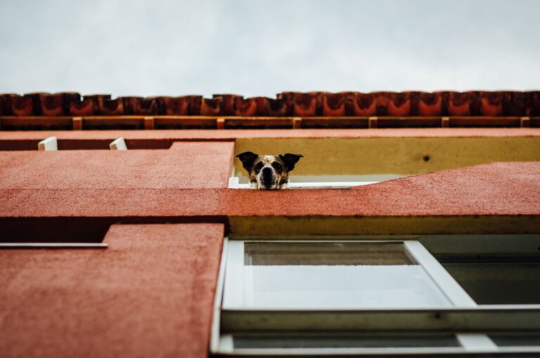 Small dog city