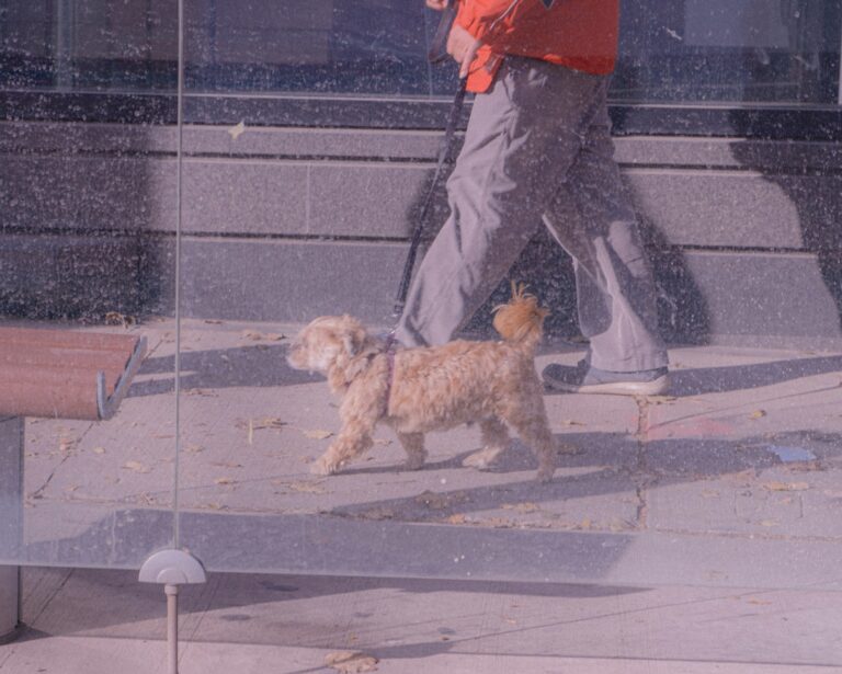 Small dog walking