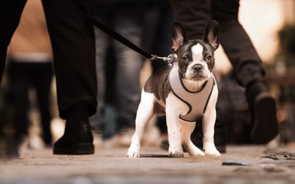 Small dog, big world: socializing toy and small-breed youngsters without overwhelm