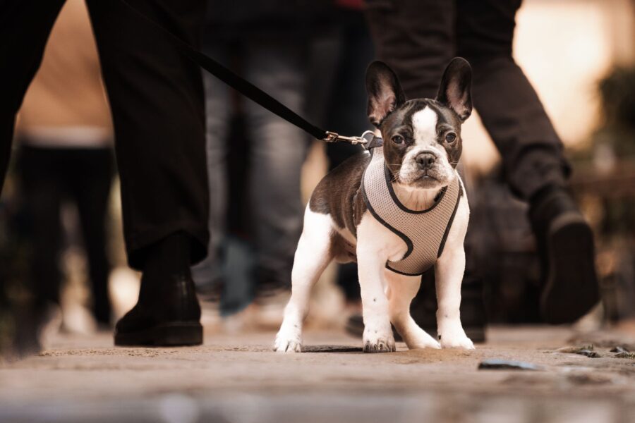 Small dog walking