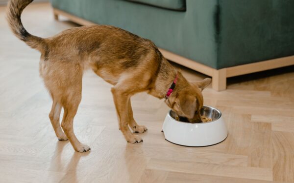Small dog nutrition basics for big health benefits