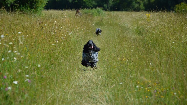 Cocker spaniel running