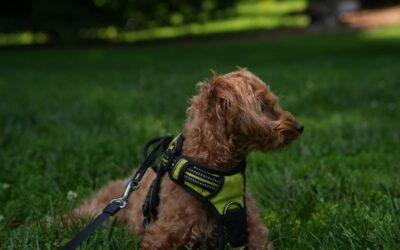 Smart harness choices for safer, happier dog walks