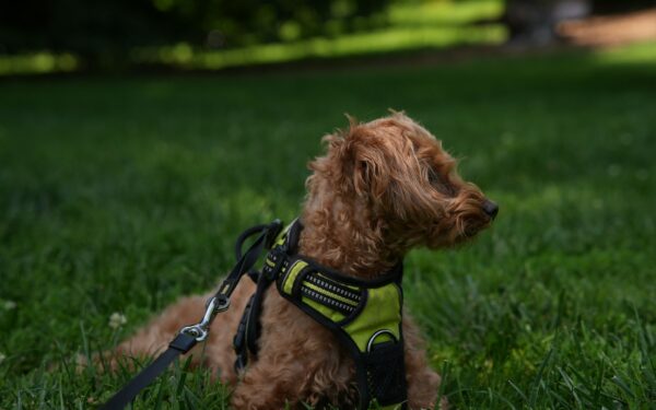 Smart harness choices for safer, happier dog walks