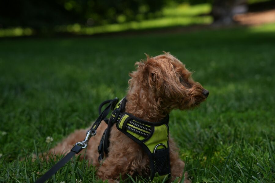 Dog wearing harness