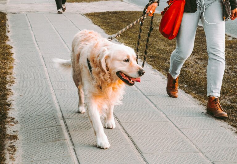 Close dog harness