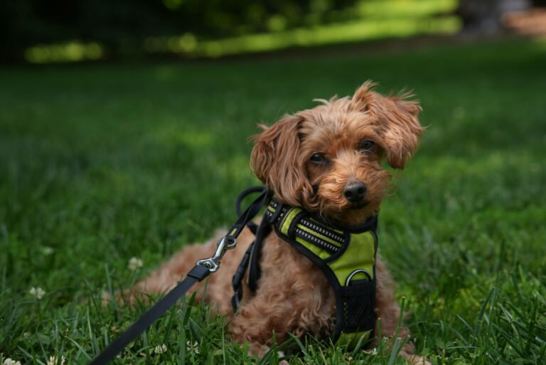Dog wearing harness