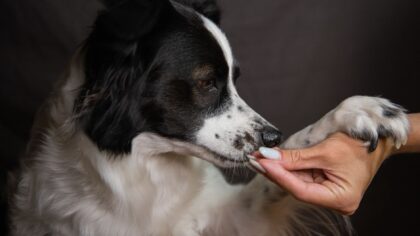 Smart snacking for dogs: how to use treats without harming their health