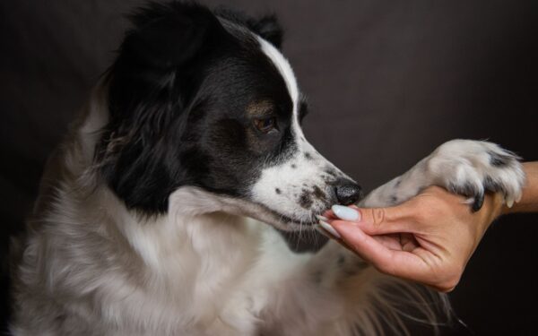 Smart snacking for dogs: how to use treats without harming their health