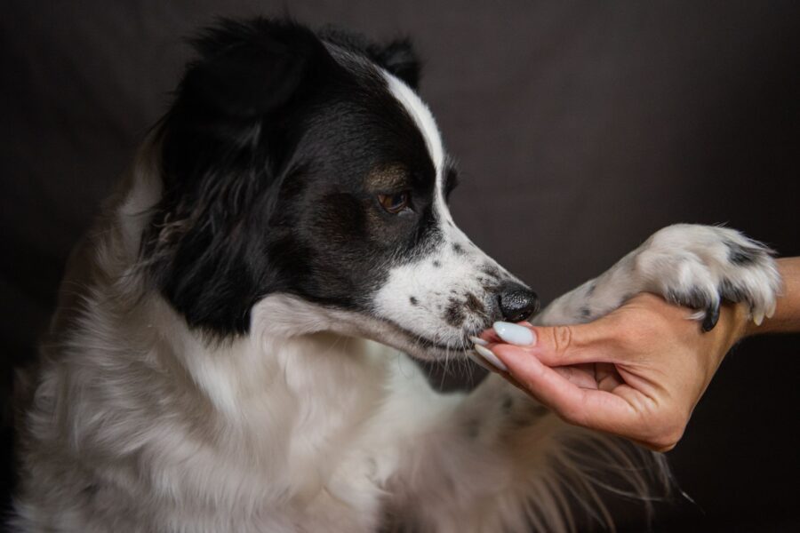 Dog treat training