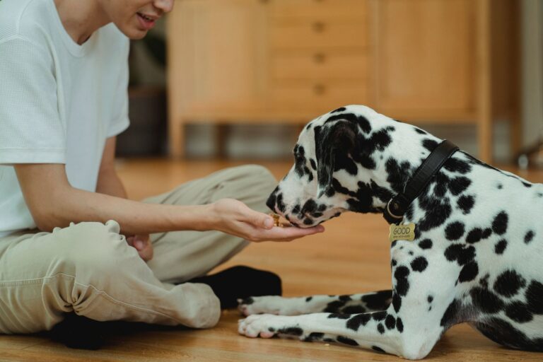Dog treat training