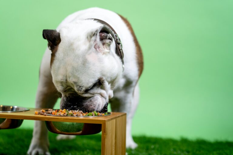 Dog treats bowl