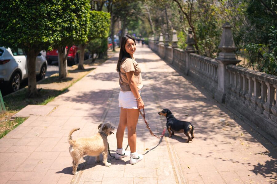Young dog park