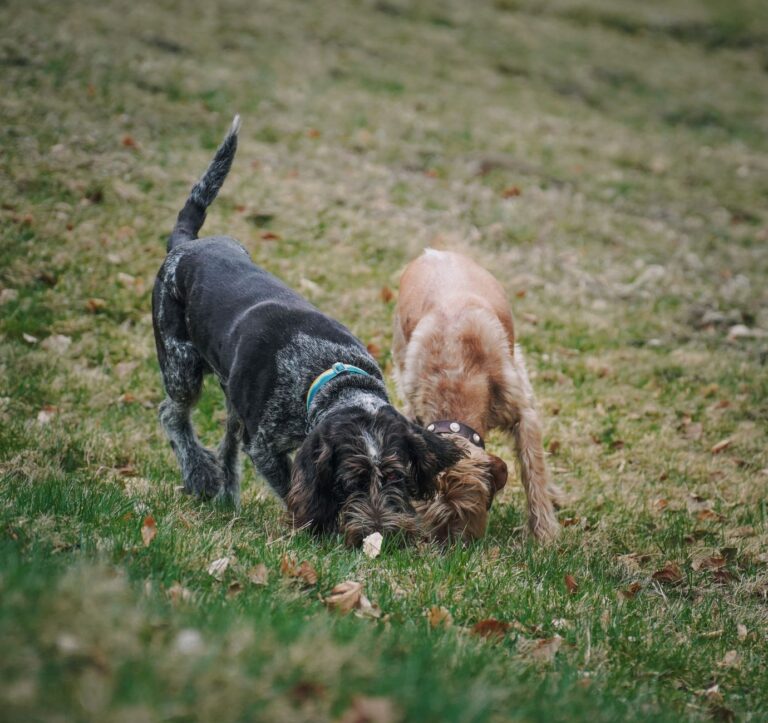 Puppy meeting adult