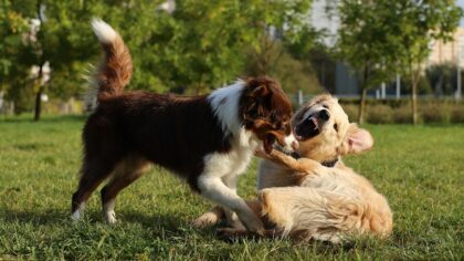 Socialization for young dogs: calm, confident behavior starts in the early months