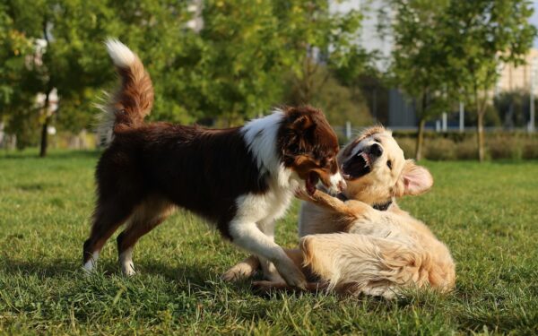 Socialization for young dogs: calm, confident behavior starts in the early months