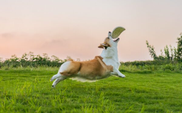 Sporting dog breeds for everyday homes: energy, care and realistic expectations