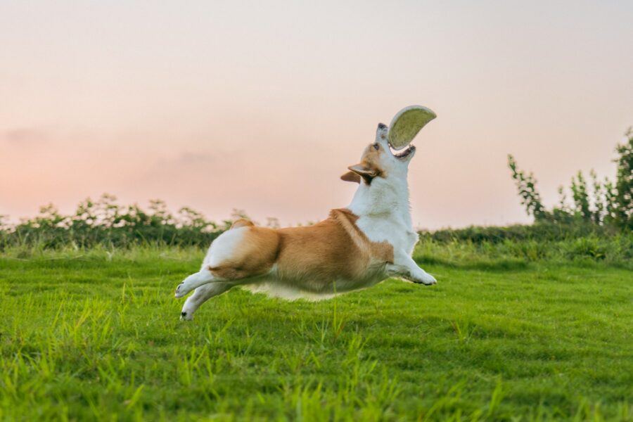 Active sporting dog