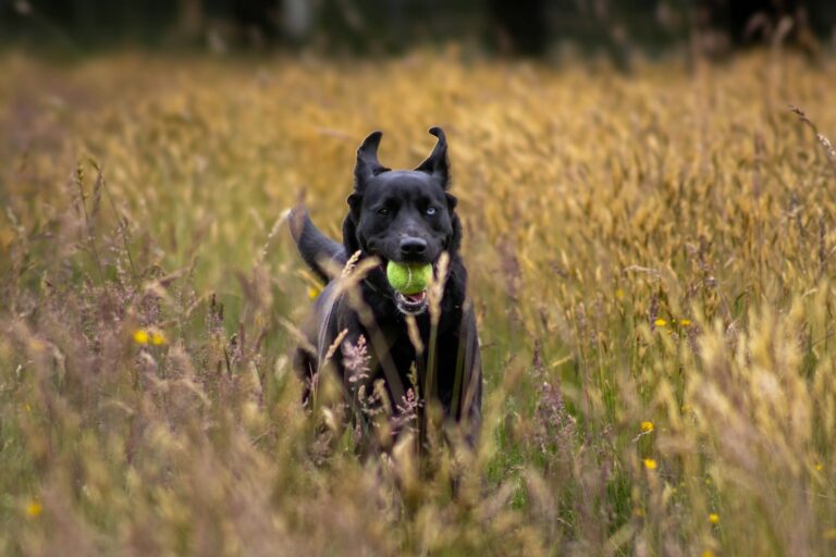 Active sporting dog