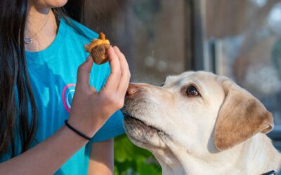 Teaching your dog “leave it”: a kind, practical guide for real life