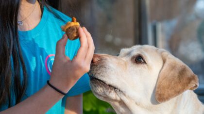 Teaching your dog “leave it”: a kind, practical guide for real life