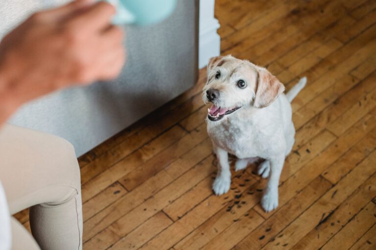 Dog ignoring food