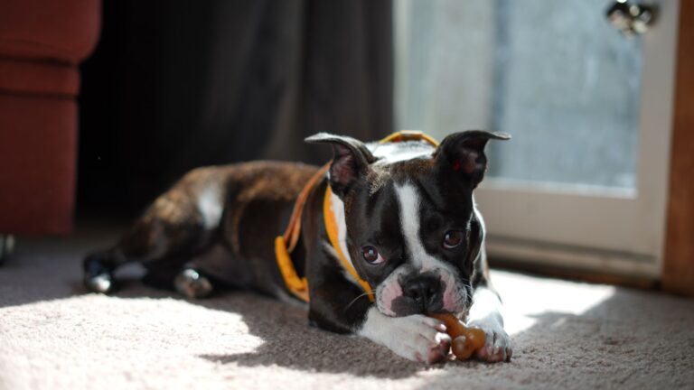 Brown puppy chewing