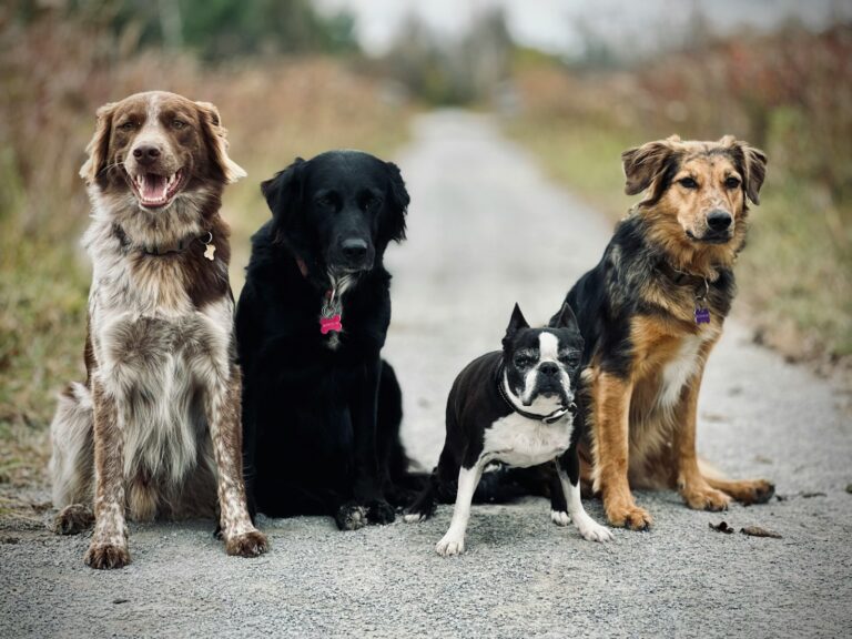 Dog breeds sitting