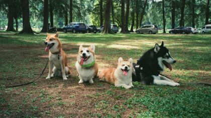 Understanding breed traits before you bring home a dog