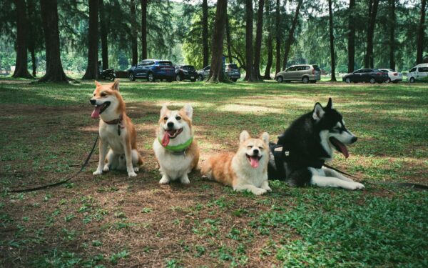Understanding breed traits before you bring home a dog