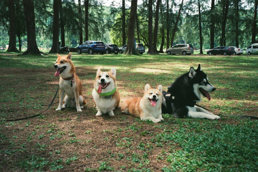 Dog breeds sitting