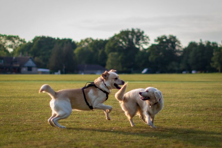 Dog calming signals
