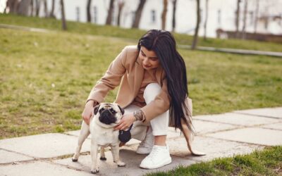 Understanding calming signals in dogs: how to spot stress and support your dog kindly