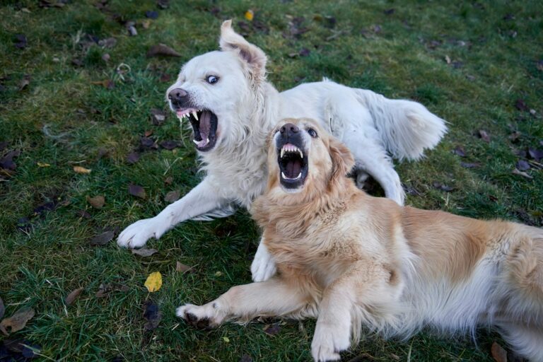 Dog yawning lip