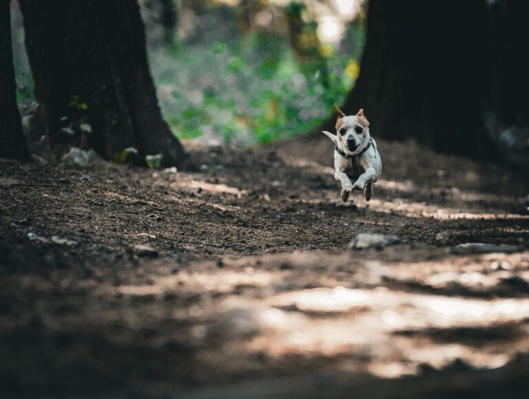 Dog running trail