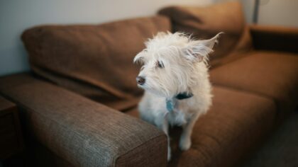Understanding small dog breeds: traits, care and daily life with a compact companion