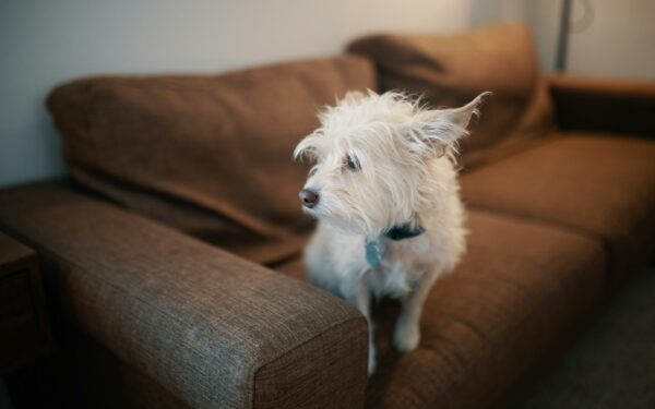 Understanding small dog breeds: traits, care and daily life with a compact companion