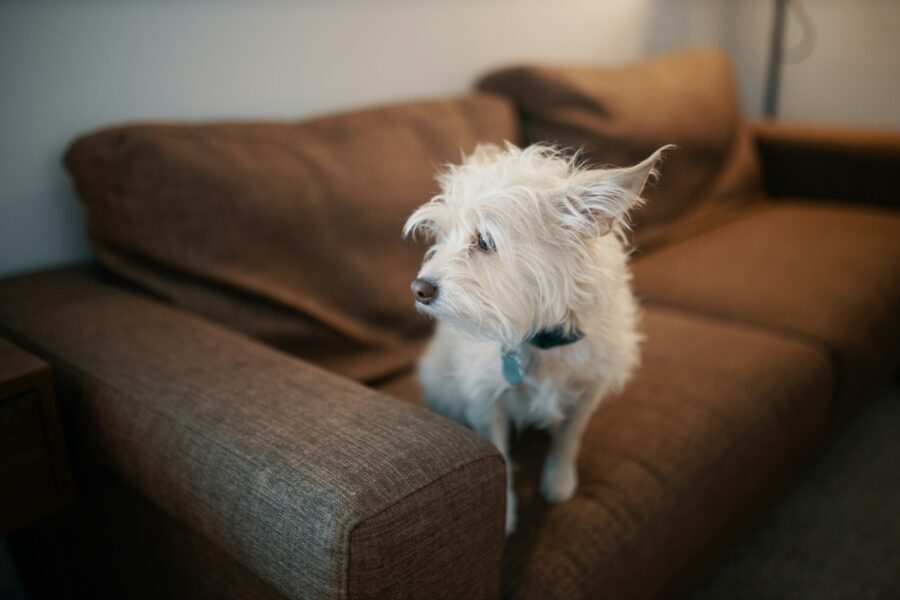 Small dog sitting