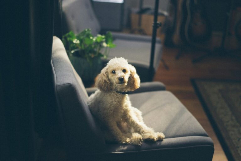 Small dog sitting